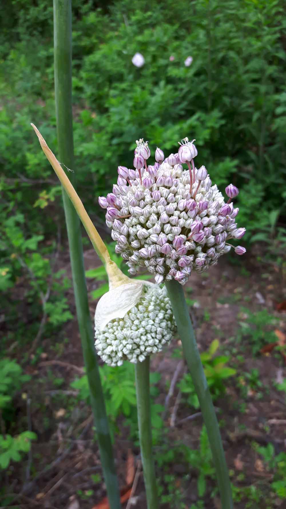 bloem van doorgeschoten prei