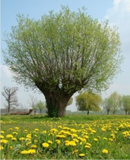 knotwilg volop in het blad